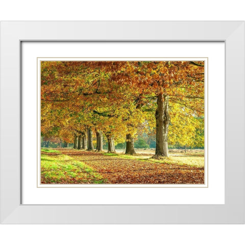 Row of trees in autumn White Modern Wood Framed Art Print with Double Matting by Frank, Assaf