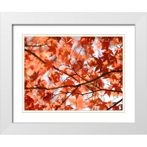 Autumn coloured leaves, backlit White Modern Wood Framed Art Print with Double Matting by Frank, Assaf