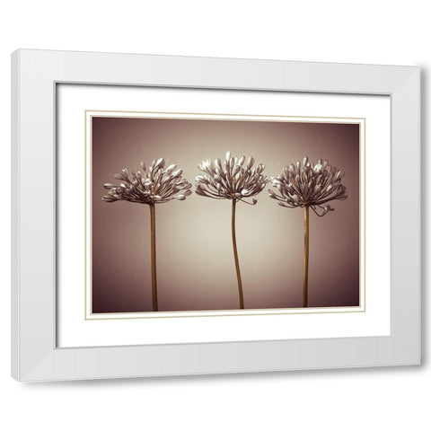 Three African Lilies White Modern Wood Framed Art Print with Double Matting by Frank, Assaf