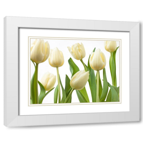 Tulip flowers White Modern Wood Framed Art Print with Double Matting by Frank, Assaf