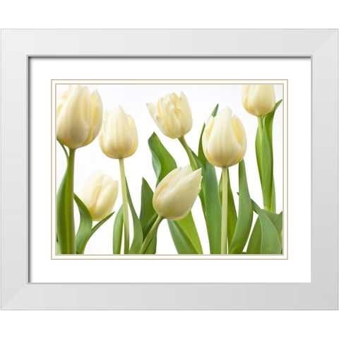 Tulip flowers White Modern Wood Framed Art Print with Double Matting by Frank, Assaf