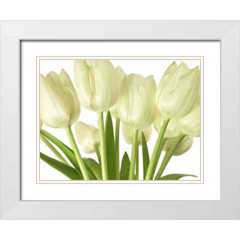 Bunch of Tulips White Modern Wood Framed Art Print with Double Matting by Frank, Assaf