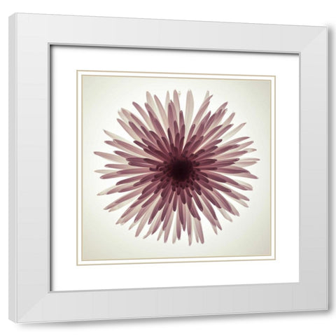Chrysanthemums flower backlit White Modern Wood Framed Art Print with Double Matting by Frank, Assaf