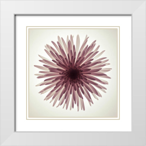 Chrysanthemums flower backlit White Modern Wood Framed Art Print with Double Matting by Frank, Assaf