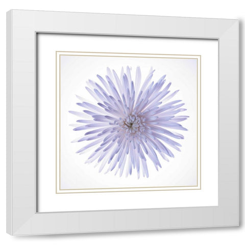 Chrysanthemums flower backlit White Modern Wood Framed Art Print with Double Matting by Frank, Assaf