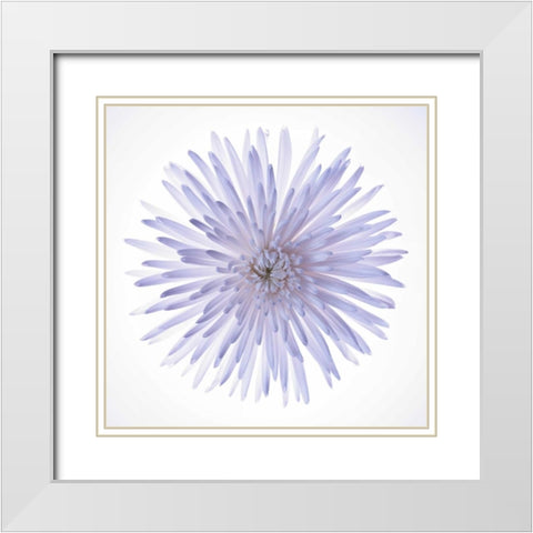 Chrysanthemums flower backlit White Modern Wood Framed Art Print with Double Matting by Frank, Assaf