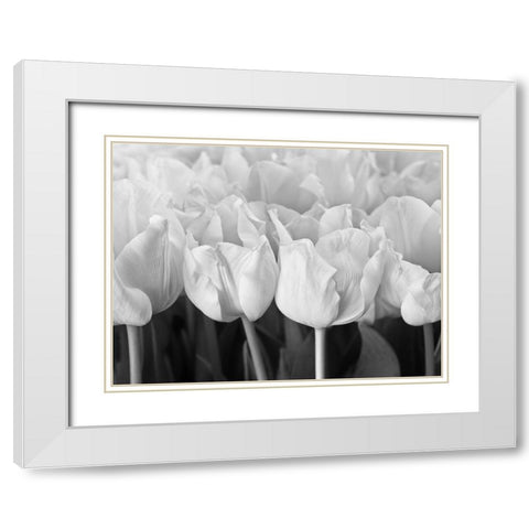 Bunch of Tulips White Modern Wood Framed Art Print with Double Matting by Frank, Assaf