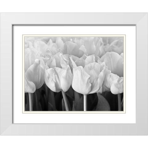 Bunch of Tulips White Modern Wood Framed Art Print with Double Matting by Frank, Assaf