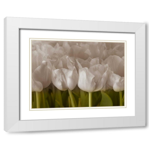 Bunch of Tulips close-up White Modern Wood Framed Art Print with Double Matting by Frank, Assaf