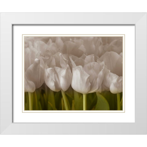 Bunch of Tulips close-up White Modern Wood Framed Art Print with Double Matting by Frank, Assaf