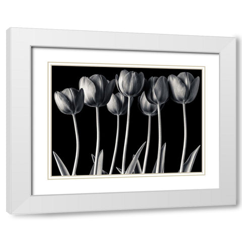 Growing Tulips, FTBR-1817 White Modern Wood Framed Art Print with Double Matting by Frank, Assaf