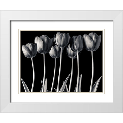 Growing Tulips, FTBR-1817 White Modern Wood Framed Art Print with Double Matting by Frank, Assaf