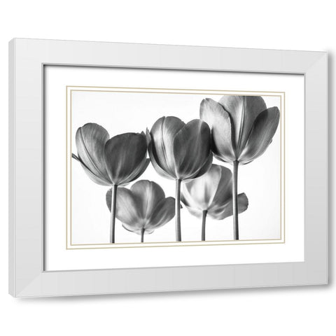 Red Tulips White Modern Wood Framed Art Print with Double Matting by Frank, Assaf