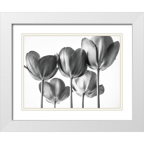 Red Tulips White Modern Wood Framed Art Print with Double Matting by Frank, Assaf