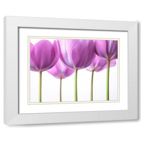 Purple Tulips White Modern Wood Framed Art Print with Double Matting by Frank, Assaf