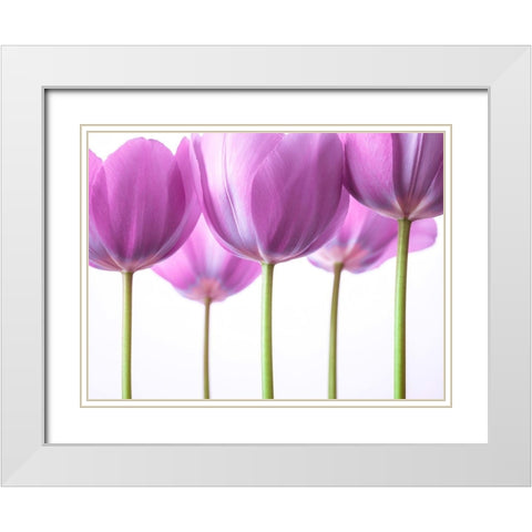 Purple Tulips White Modern Wood Framed Art Print with Double Matting by Frank, Assaf