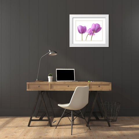 Purple Tulips White Modern Wood Framed Art Print with Double Matting by Frank, Assaf
