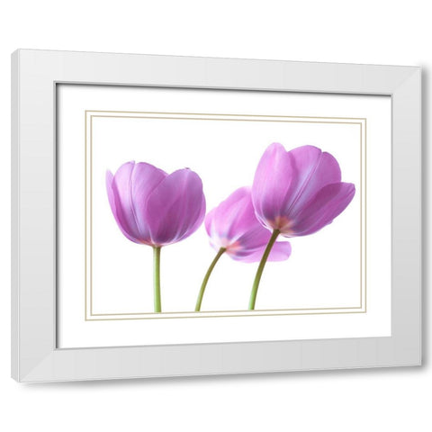 Purple Tulips White Modern Wood Framed Art Print with Double Matting by Frank, Assaf