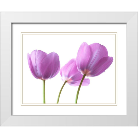 Purple Tulips White Modern Wood Framed Art Print with Double Matting by Frank, Assaf