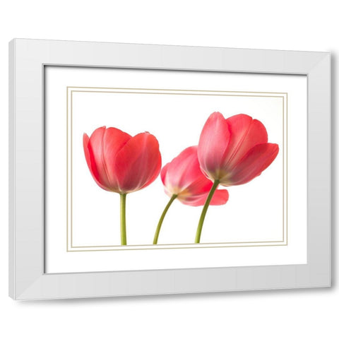 Red Tulips White Modern Wood Framed Art Print with Double Matting by Frank, Assaf