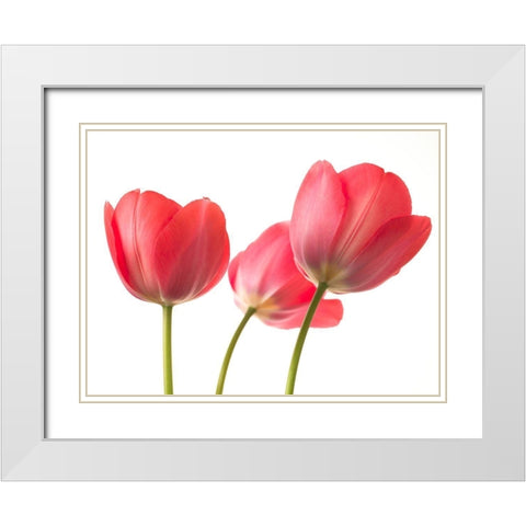 Red Tulips White Modern Wood Framed Art Print with Double Matting by Frank, Assaf