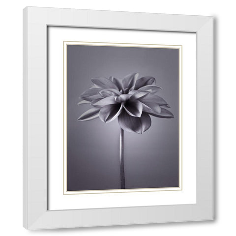 Dahlia Flower White Modern Wood Framed Art Print with Double Matting by Frank, Assaf