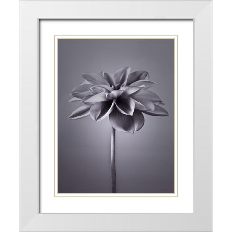 Dahlia Flower White Modern Wood Framed Art Print with Double Matting by Frank, Assaf