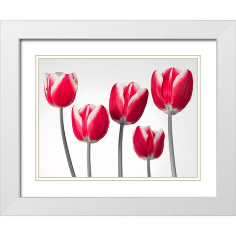 Fresh and beautiful Tulips on white background, FTBR-1818 White Modern Wood Framed Art Print with Double Matting by Frank, Assaf
