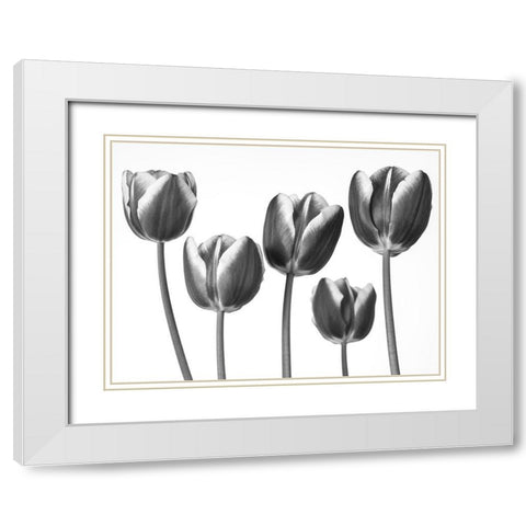 Tulips on white background White Modern Wood Framed Art Print with Double Matting by Frank, Assaf