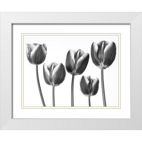 Tulips on white background White Modern Wood Framed Art Print with Double Matting by Frank, Assaf