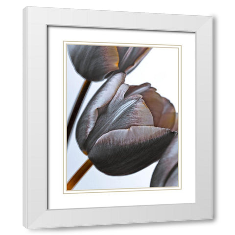 Tulip flowers on white background White Modern Wood Framed Art Print with Double Matting by Frank, Assaf