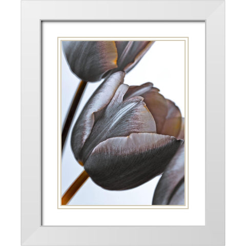 Tulip flowers on white background White Modern Wood Framed Art Print with Double Matting by Frank, Assaf