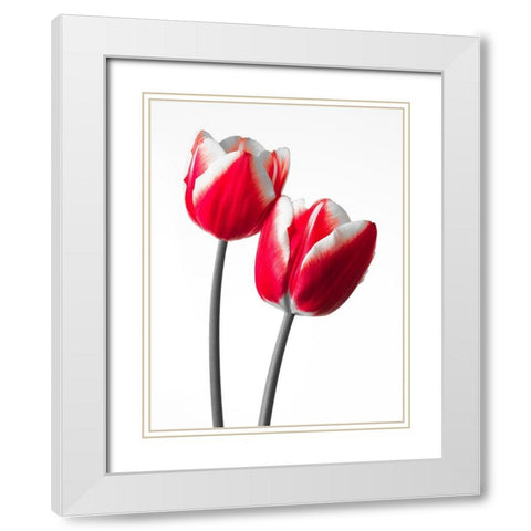 Fresh and beautiful Tulips on white background, FTBR-1819 White Modern Wood Framed Art Print with Double Matting by Frank, Assaf