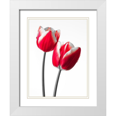 Fresh and beautiful Tulips on white background, FTBR-1819 White Modern Wood Framed Art Print with Double Matting by Frank, Assaf