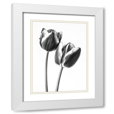 Tulips on white background, FTBR-1791 White Modern Wood Framed Art Print with Double Matting by Frank, Assaf