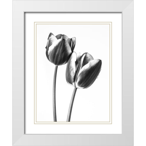 Tulips on white background, FTBR-1791 White Modern Wood Framed Art Print with Double Matting by Frank, Assaf