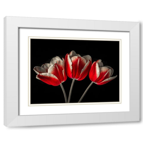 Tulip flowers on black background White Modern Wood Framed Art Print with Double Matting by Frank, Assaf
