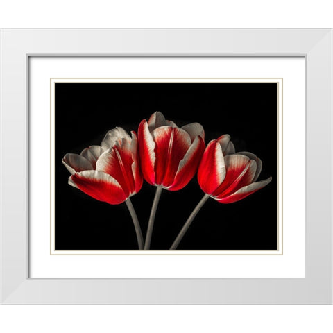 Tulip flowers on black background White Modern Wood Framed Art Print with Double Matting by Frank, Assaf