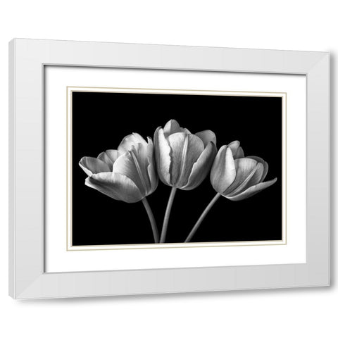Tulip flowers on black background, FTBR-1793 White Modern Wood Framed Art Print with Double Matting by Frank, Assaf