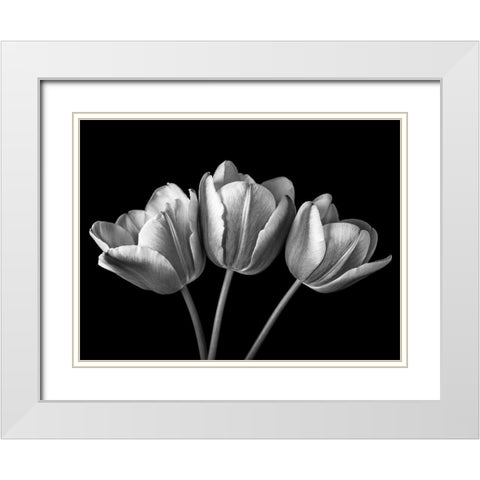 Tulip flowers on black background, FTBR-1793 White Modern Wood Framed Art Print with Double Matting by Frank, Assaf