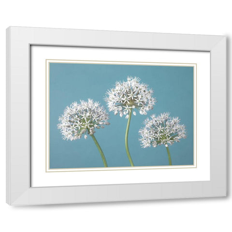 Three Alliums White Modern Wood Framed Art Print with Double Matting by Frank, Assaf