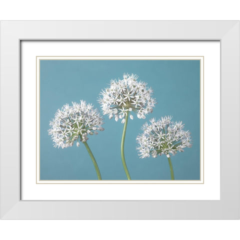 Three Alliums White Modern Wood Framed Art Print with Double Matting by Frank, Assaf
