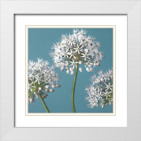 Three Alliums, FTBR-1874 White Modern Wood Framed Art Print with Double Matting by Frank, Assaf