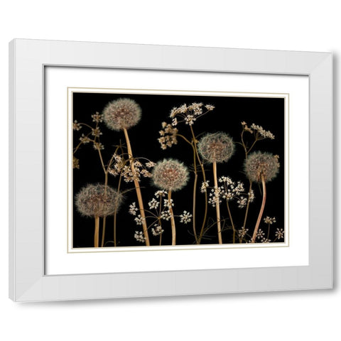 Meadow flowers White Modern Wood Framed Art Print with Double Matting by Frank, Assaf