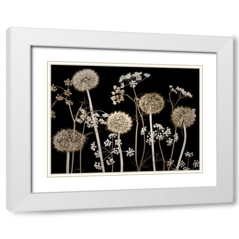 Meadow flowers White Modern Wood Framed Art Print with Double Matting by Frank, Assaf