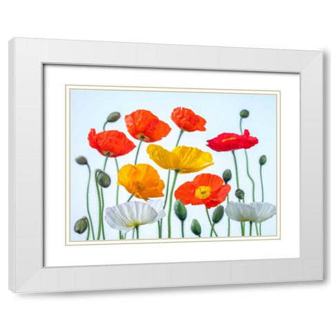 Multi coloured Poppies and buds White Modern Wood Framed Art Print with Double Matting by Frank, Assaf