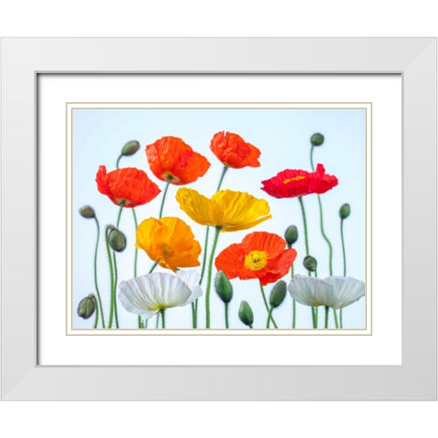 Multi coloured Poppies and buds White Modern Wood Framed Art Print with Double Matting by Frank, Assaf
