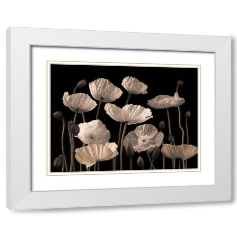 Poppies and buds White Modern Wood Framed Art Print with Double Matting by Frank, Assaf