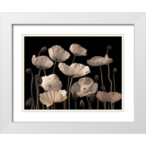Poppies and buds White Modern Wood Framed Art Print with Double Matting by Frank, Assaf
