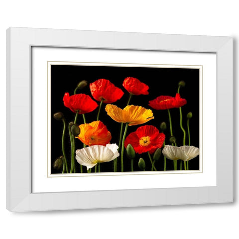 Multicoloured Poppies and buds White Modern Wood Framed Art Print with Double Matting by Frank, Assaf